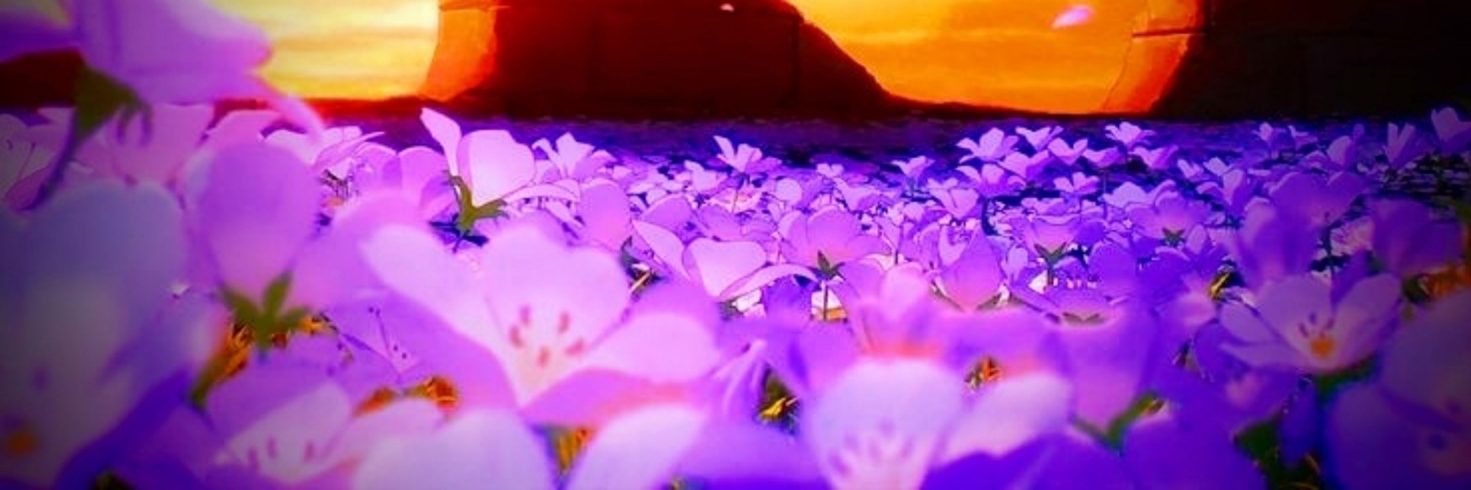 Violetfields