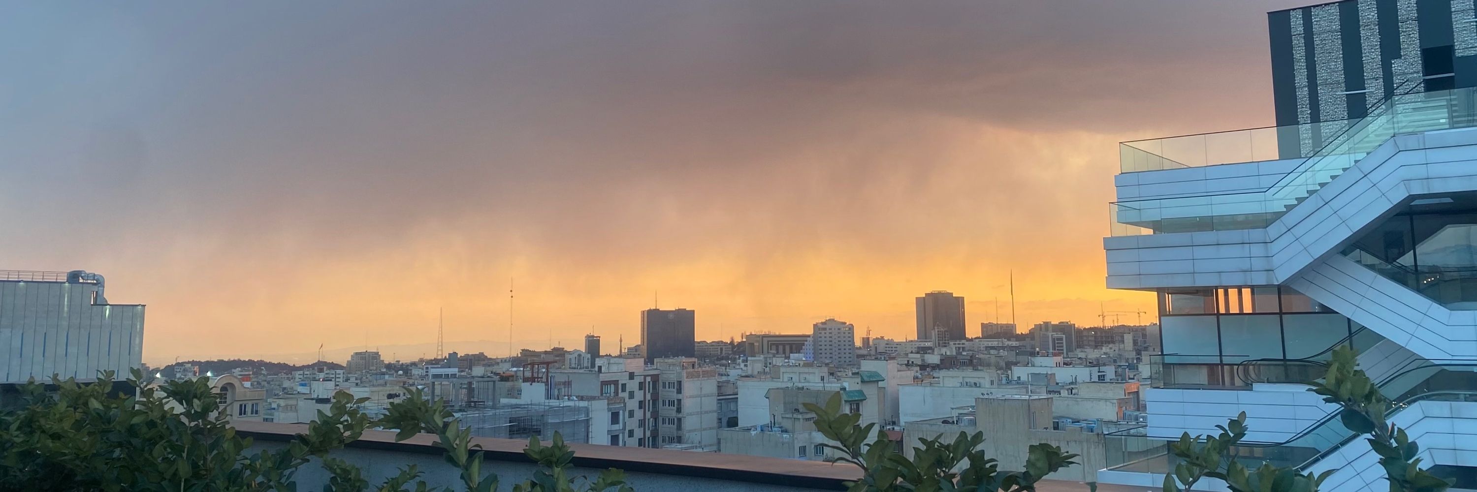 نرگس