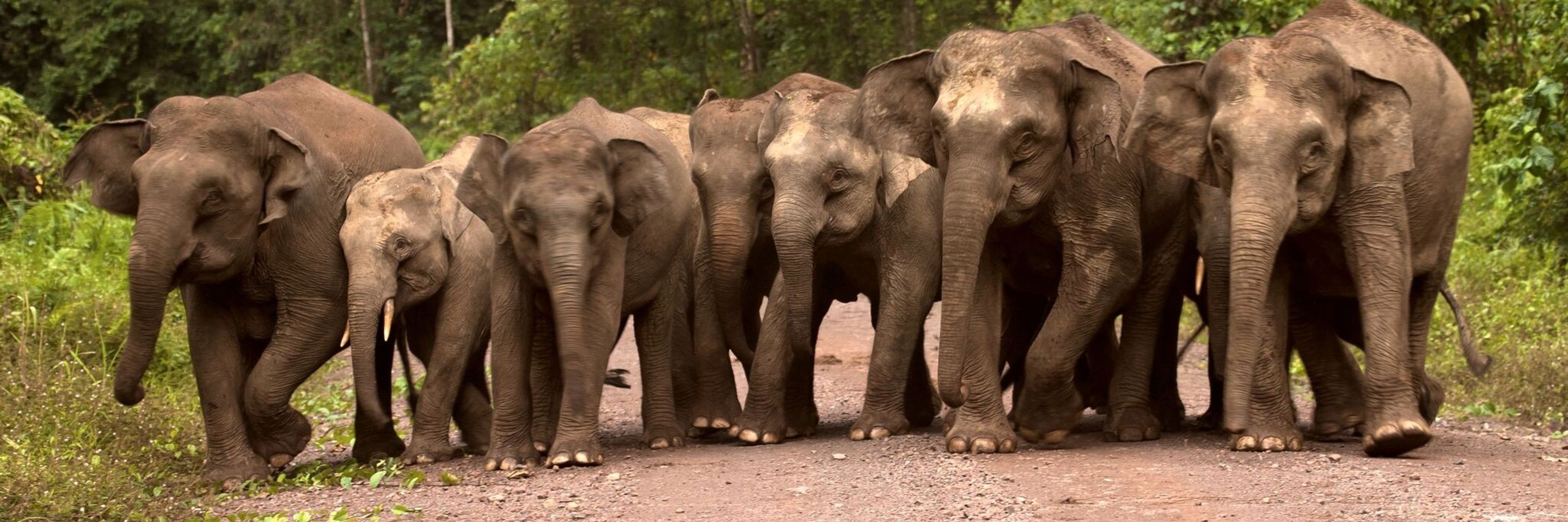 International Elephant Project