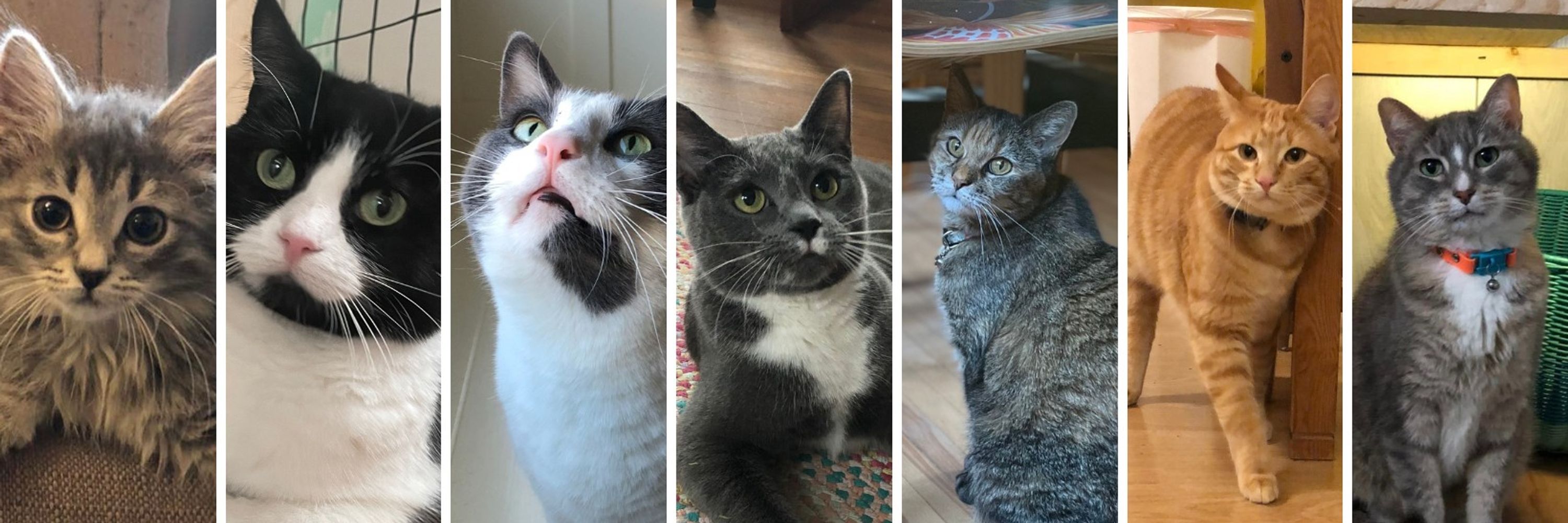 Alisa - Minneapolis, MN Cat Sitter