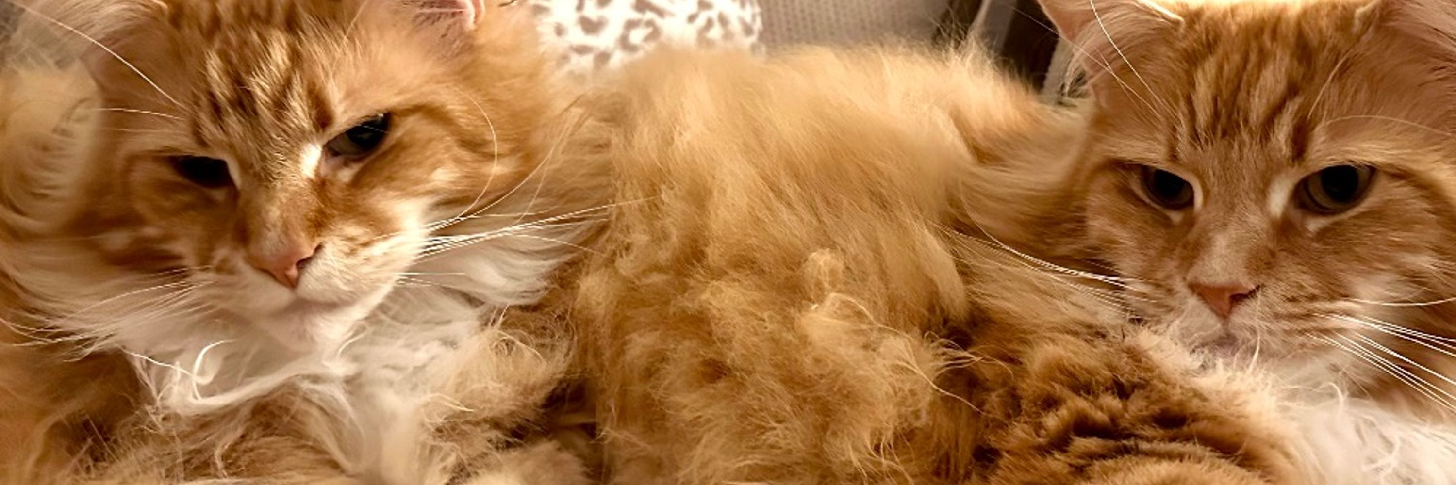 🌈 Buddy 🌈 & Gizmo 🦁🦁