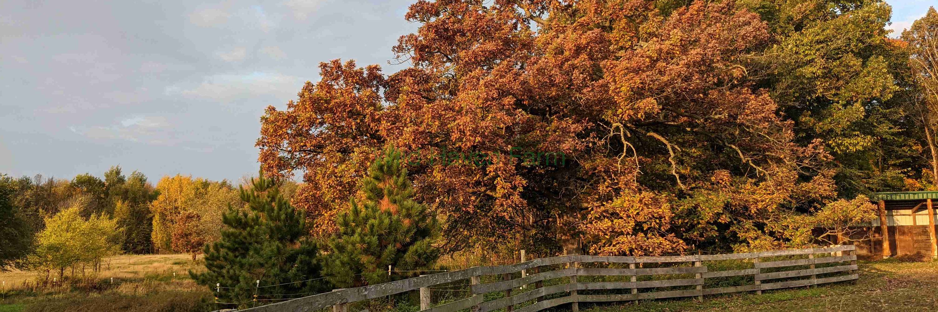 Wild Haven Farm