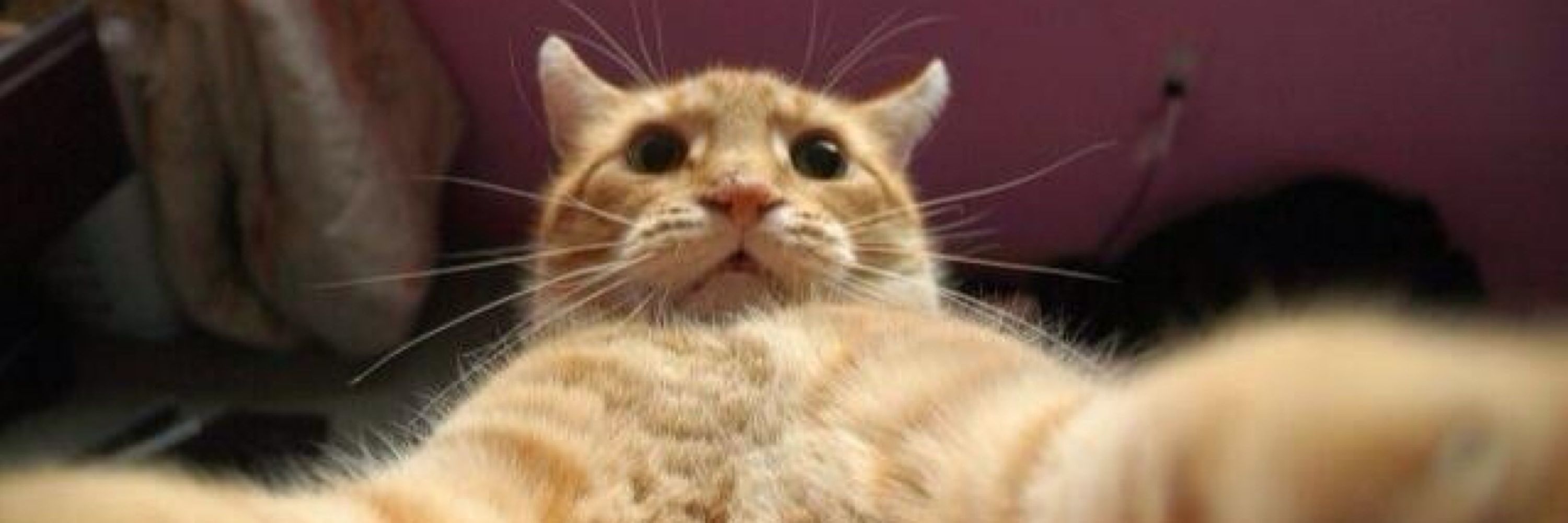 Stuart