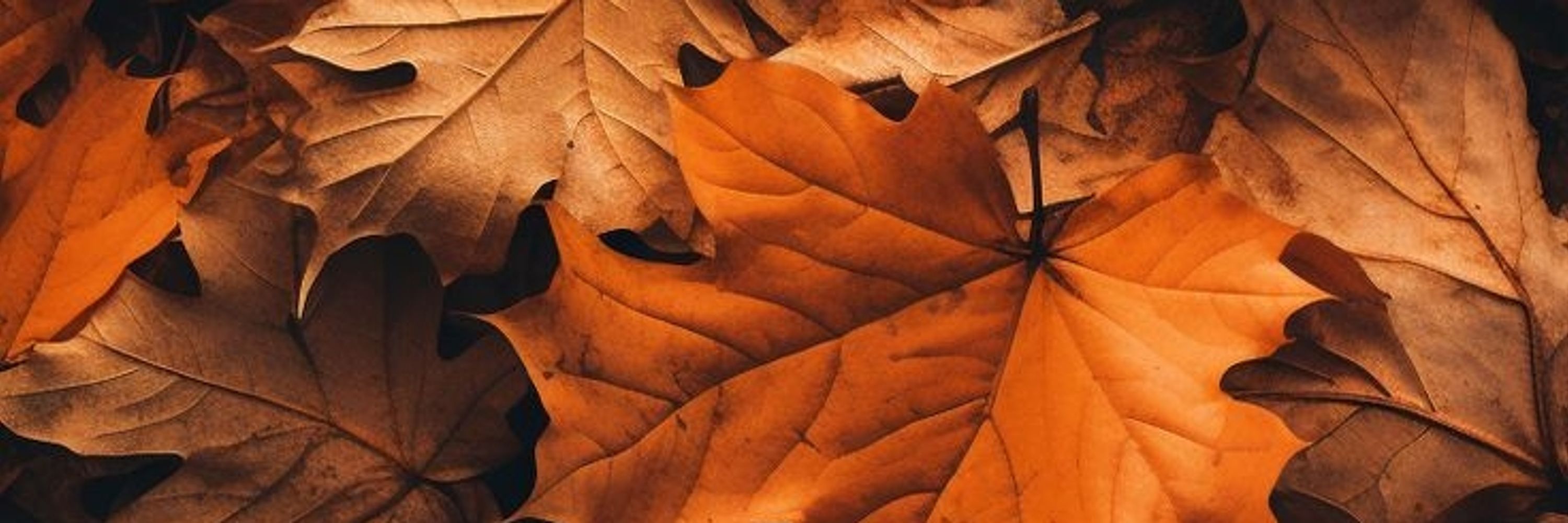☕🍁𝓐𝓾𝓽𝓾𝓶𝓷🍁𝓕𝓸𝔁🍁☕