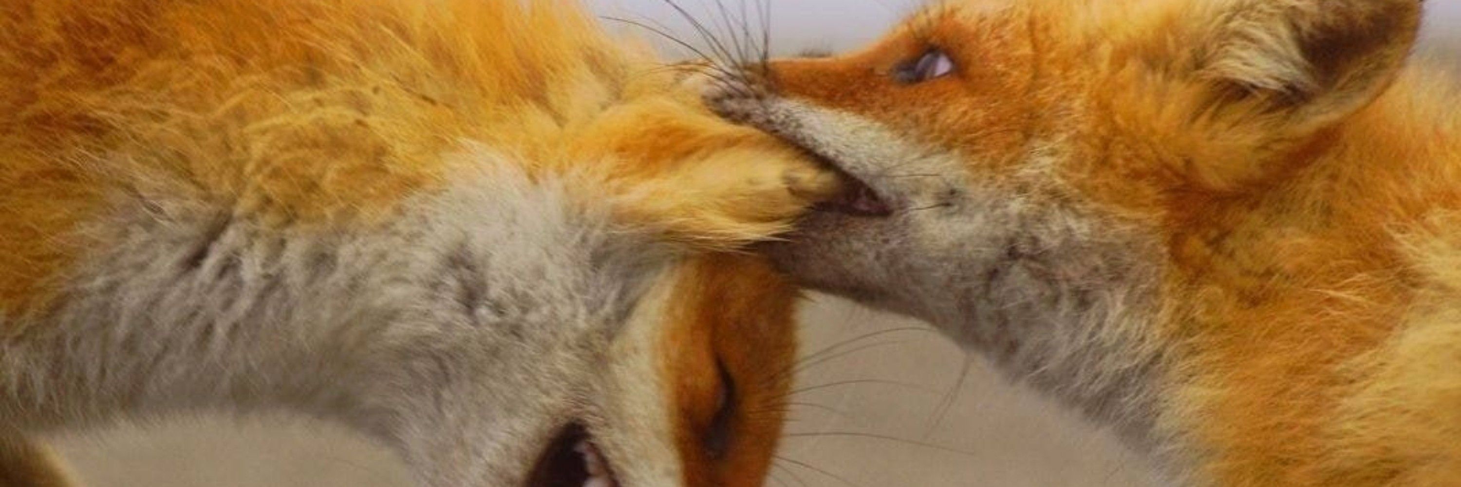 ScouttheFox