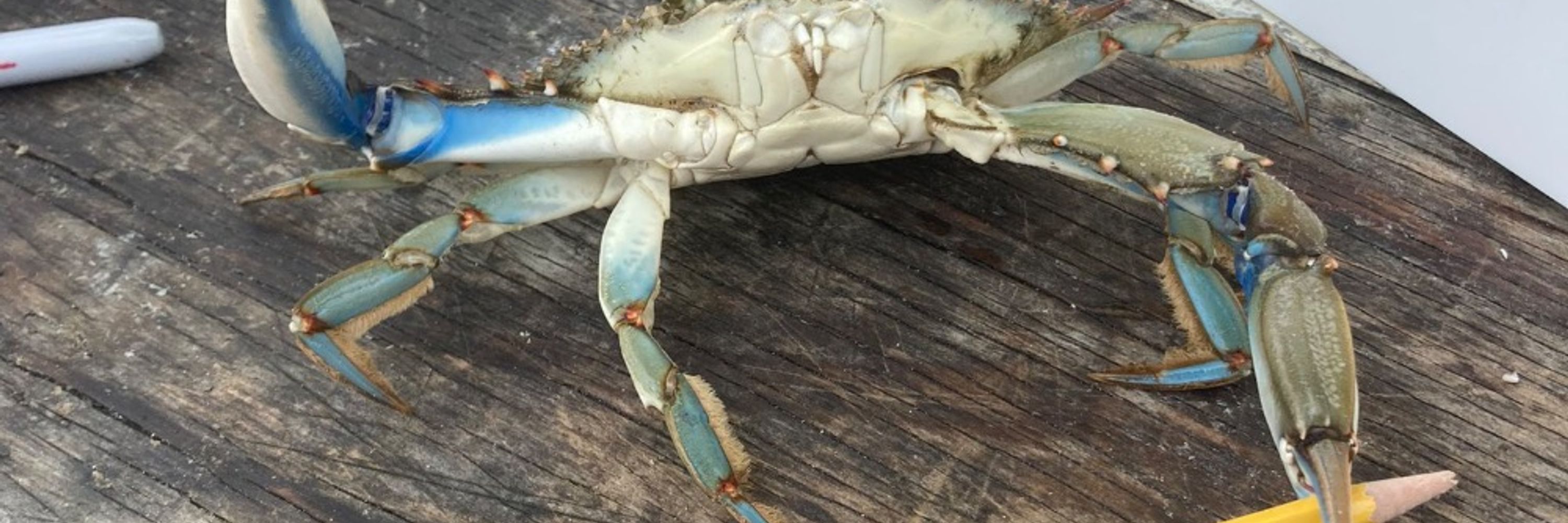 crabby g
