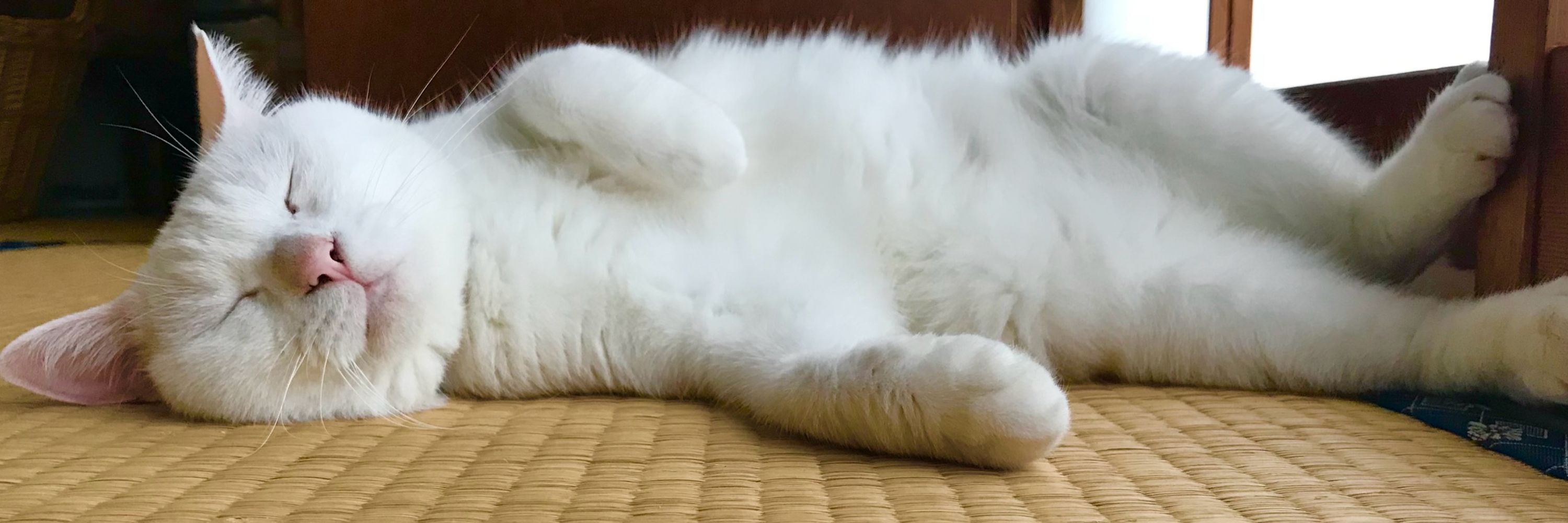 bskyの桃んがあ(◜｢◝*)
