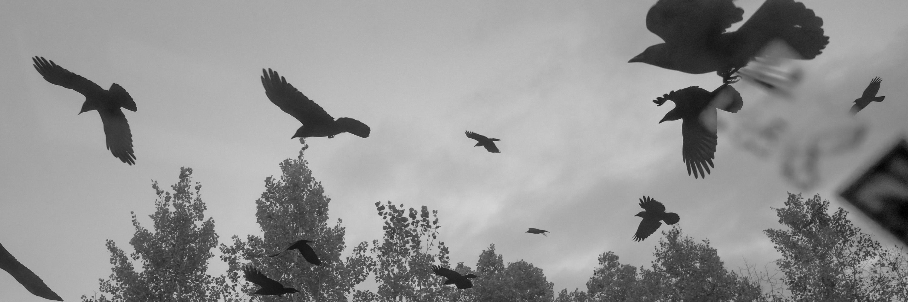 crowbot