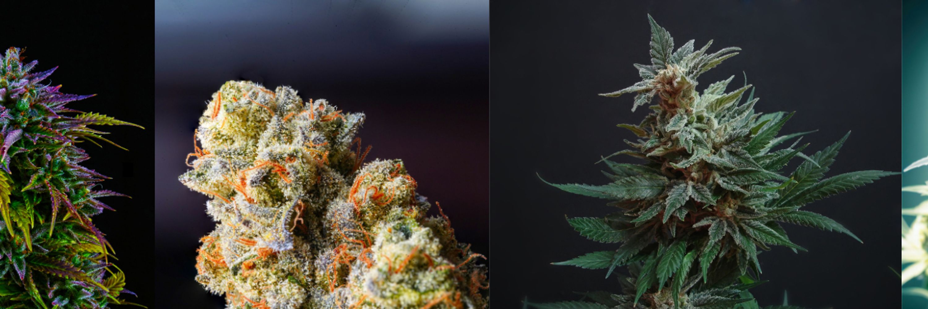 Wyoming NORML