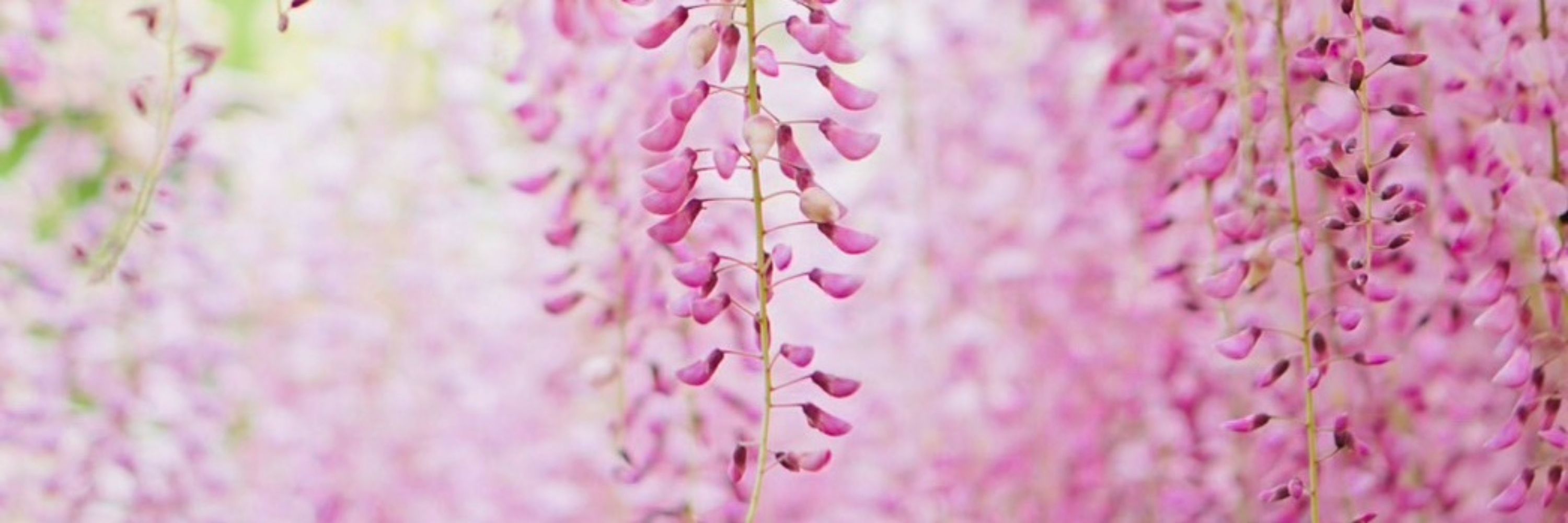 高内藤花