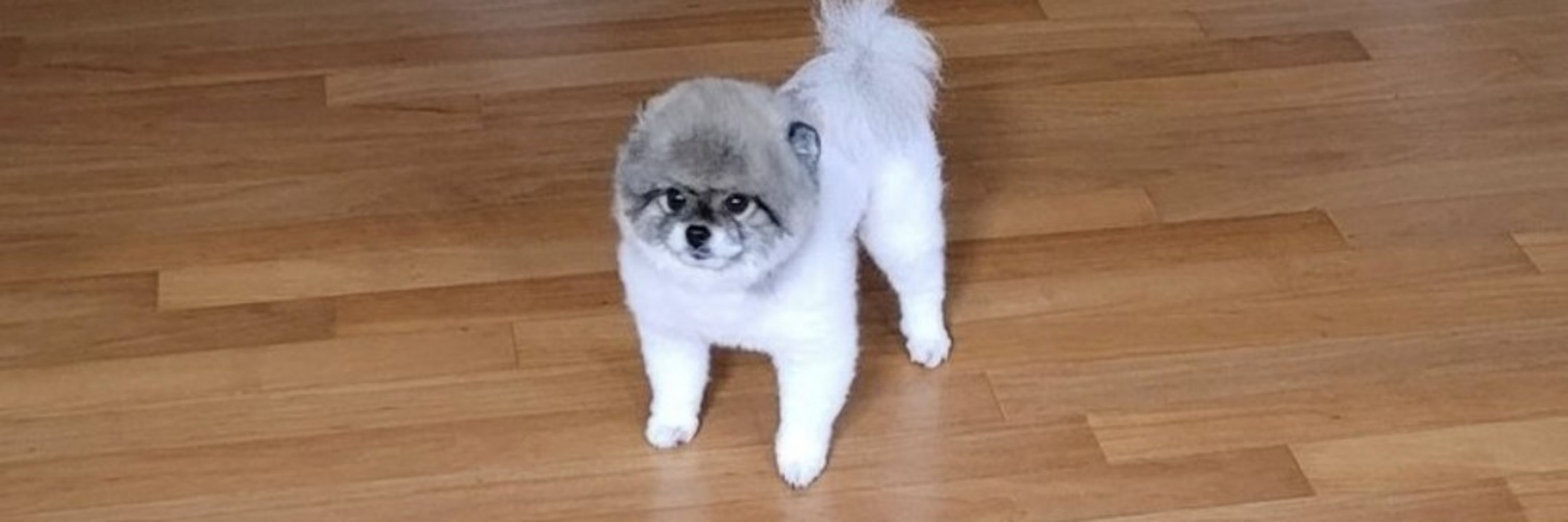 별사탕
