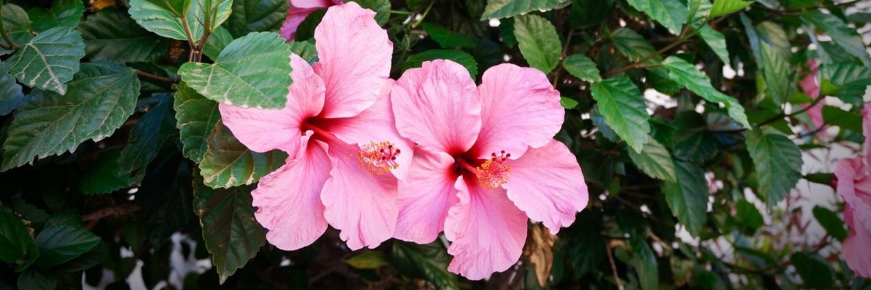 🌺 ᗰoოოყ Dεოoղ 🌺