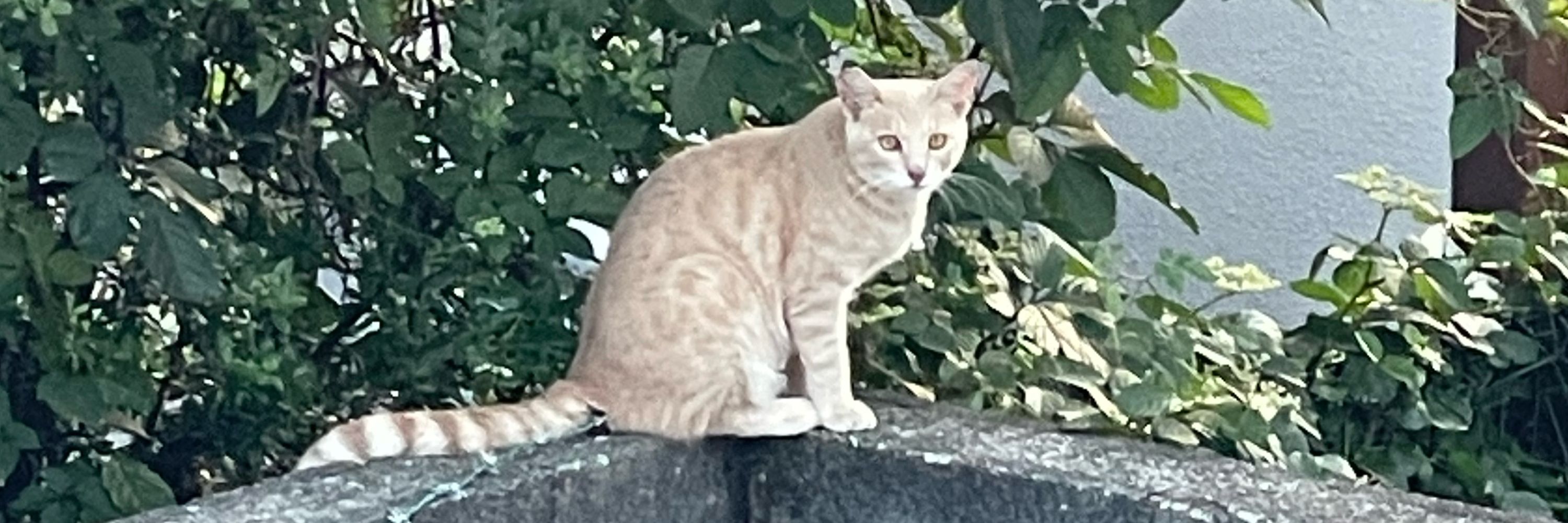 猫の目やなぎ