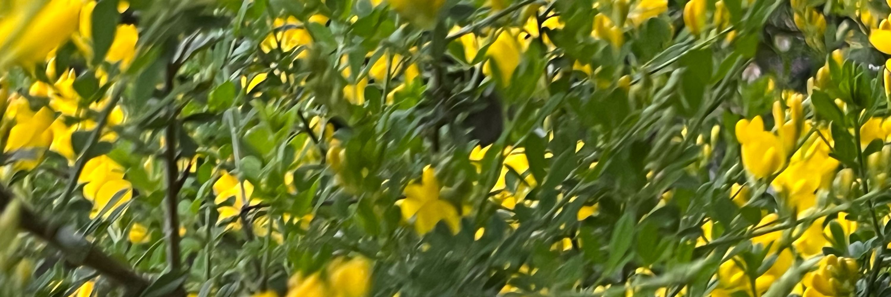 鳴子