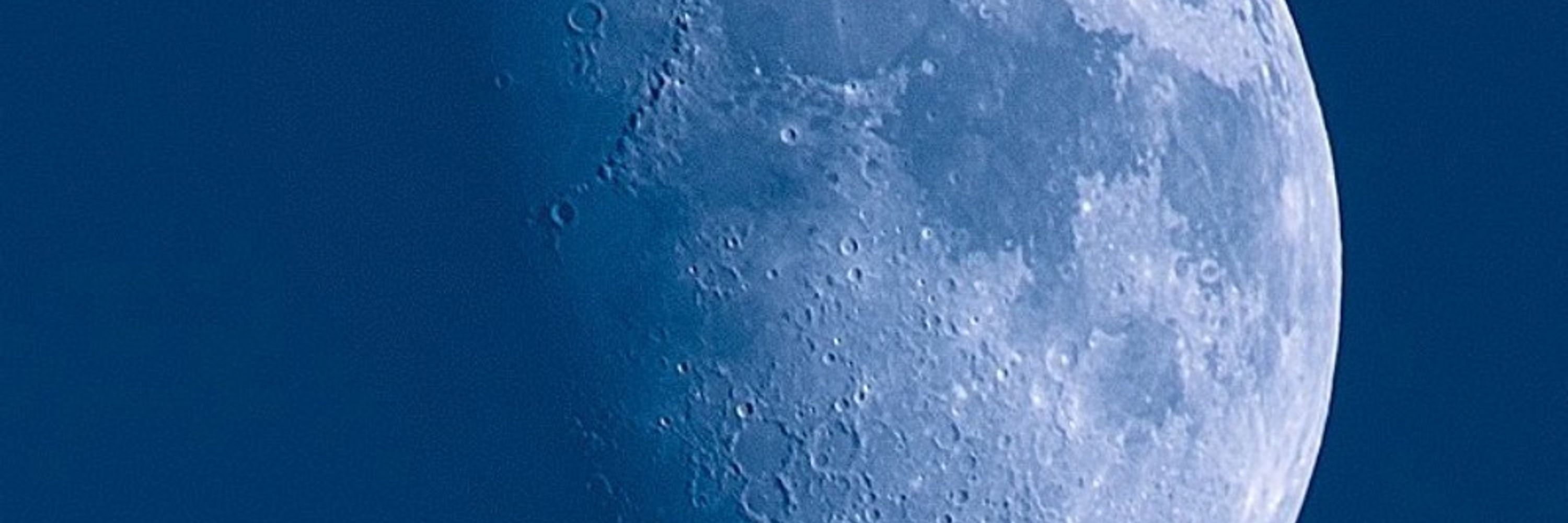 Space Mollusc