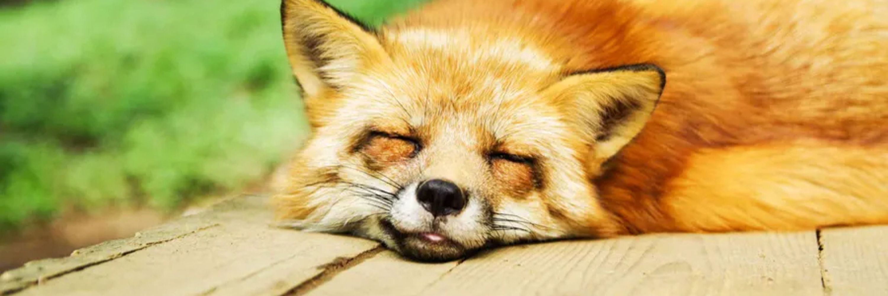 FurryJacques