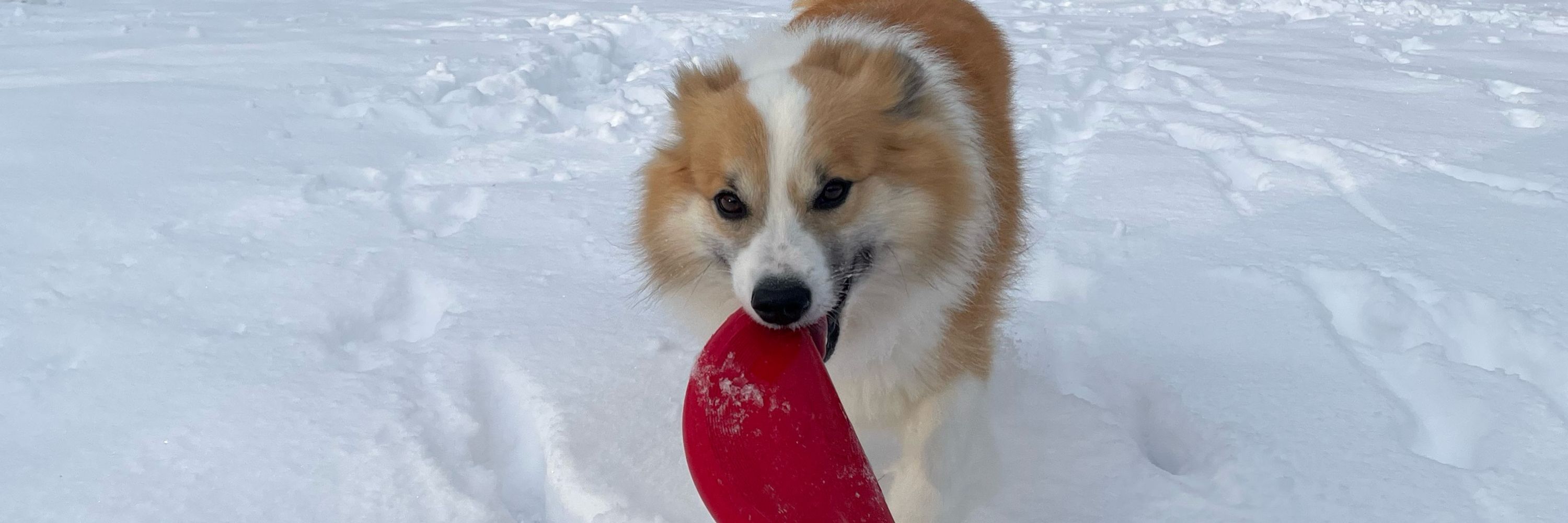 Riddick the Icelandic Sheepdog