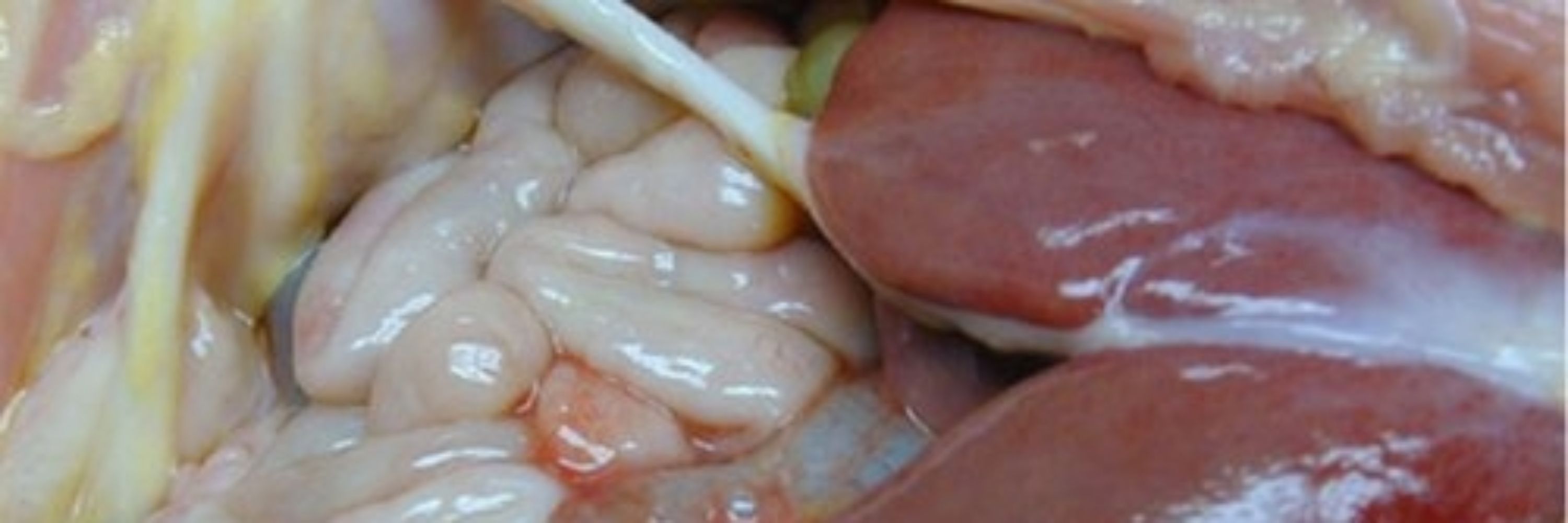 Dog food 