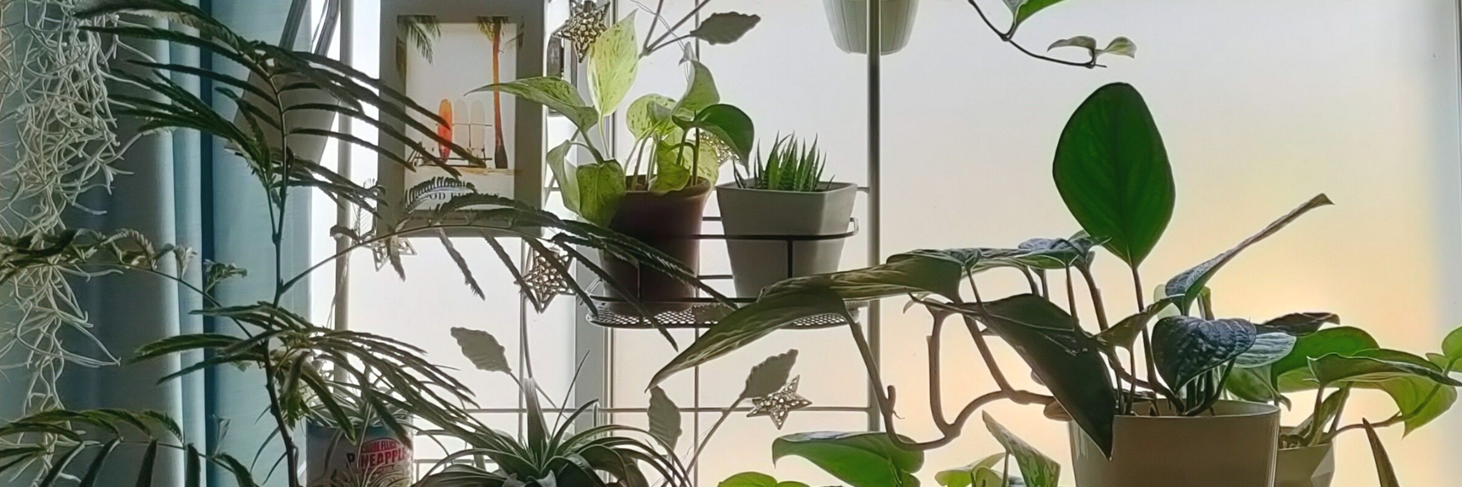 🌴かがりび牧場🌴