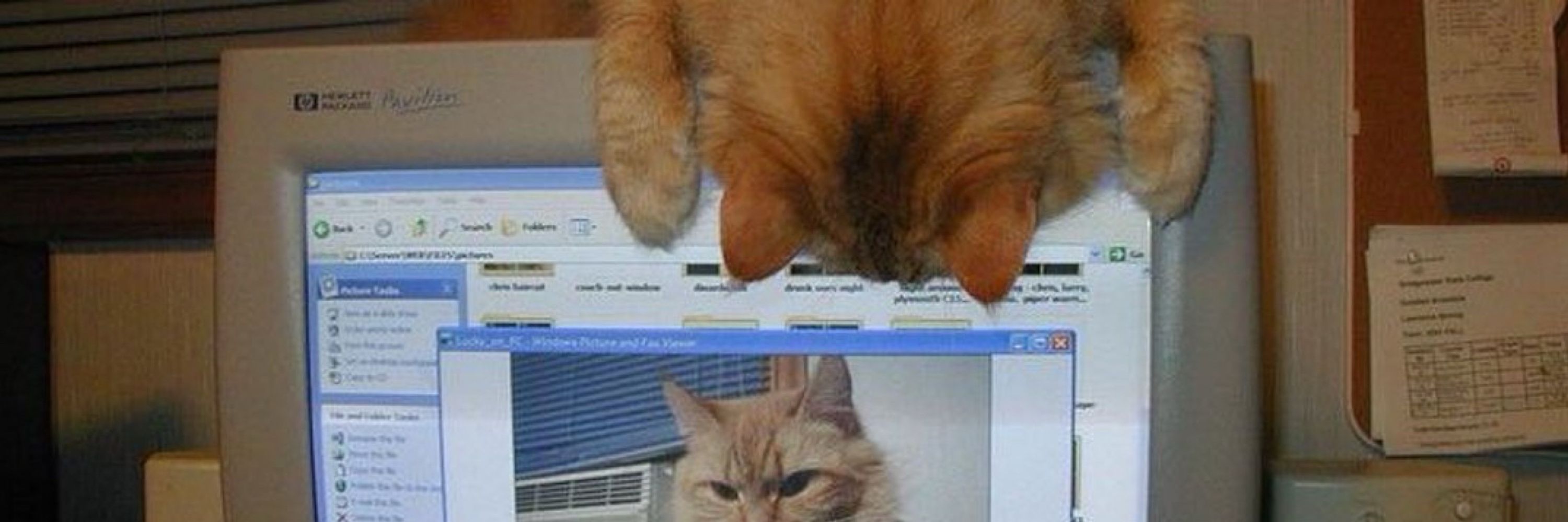 garf