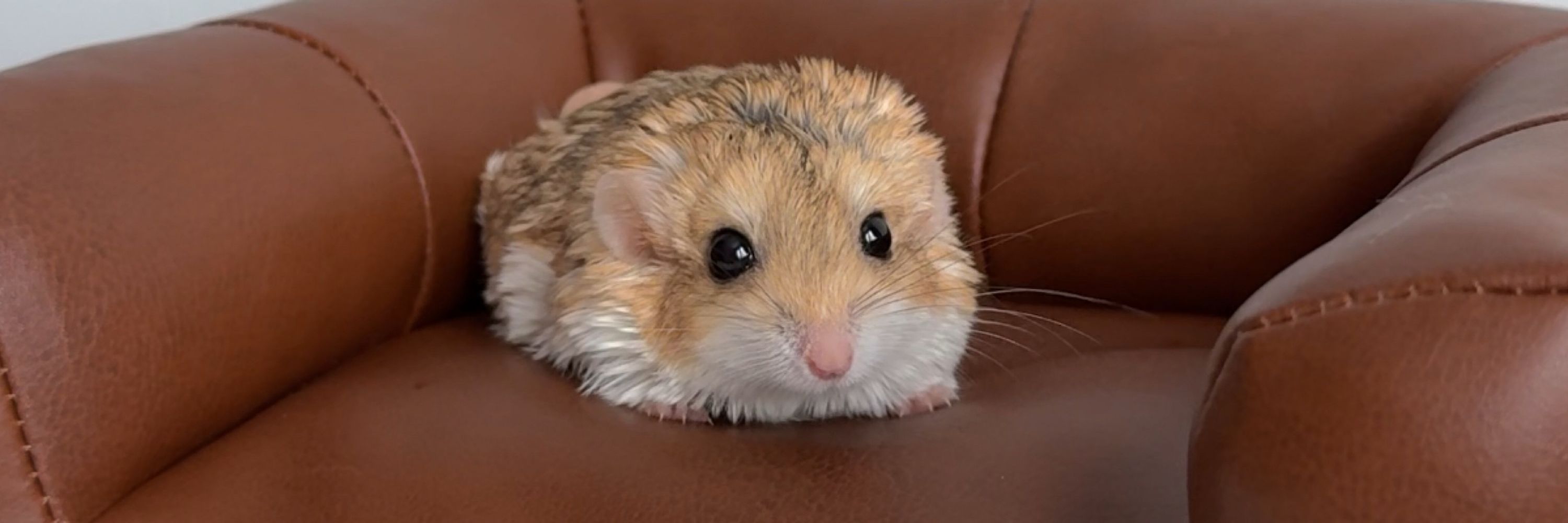 Maru the Doop