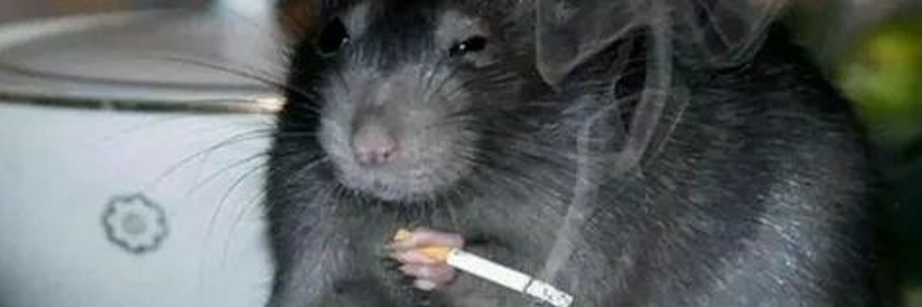 rat