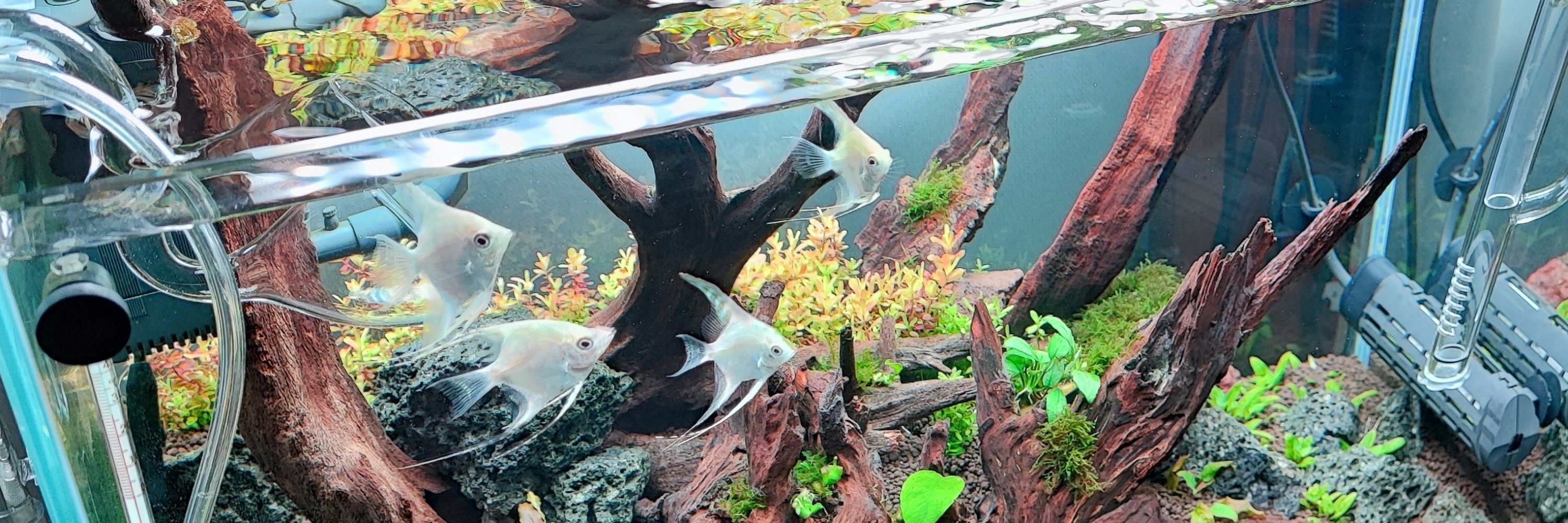 くろだあくあ
