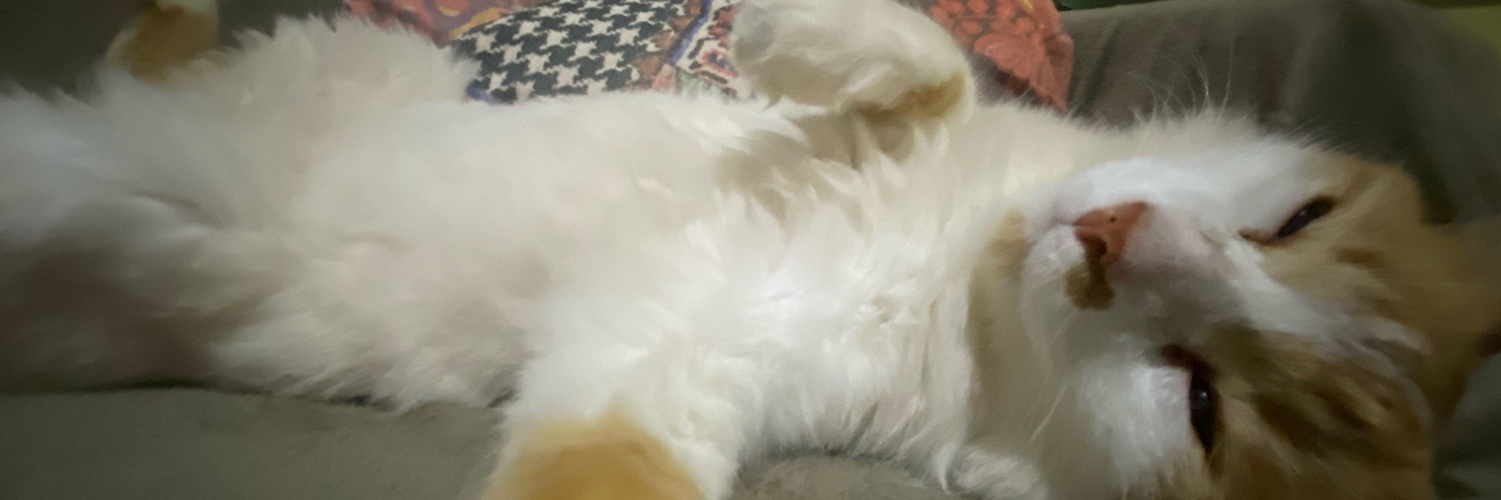 isa