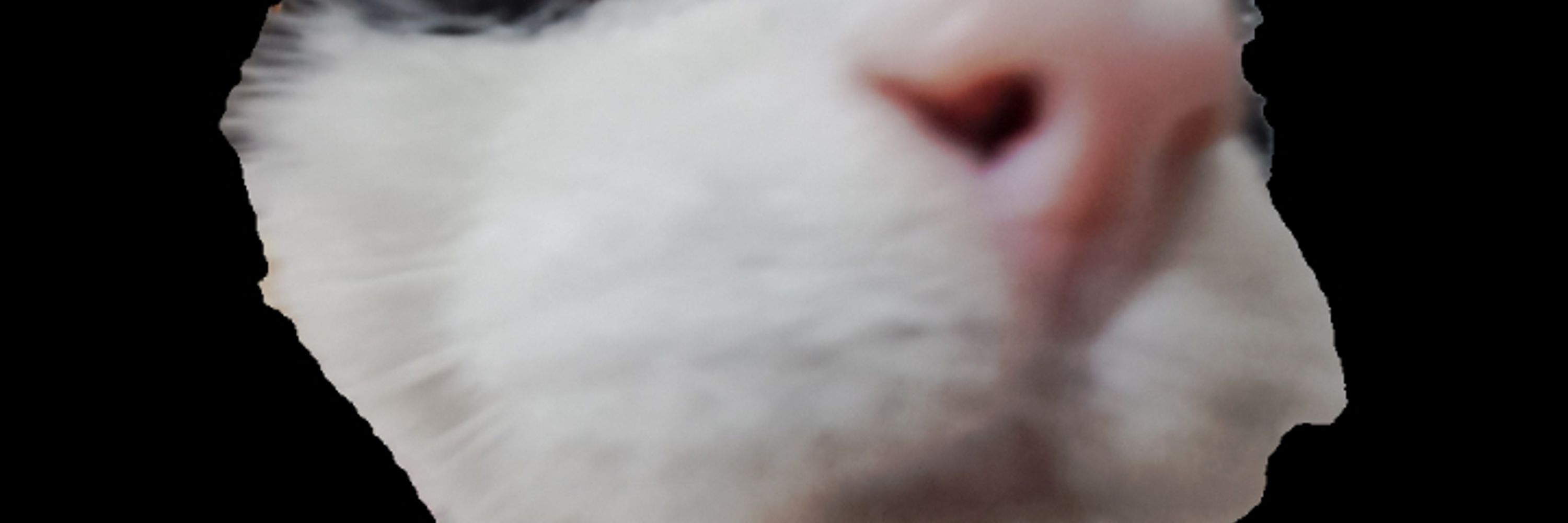 DREAMING_KATT