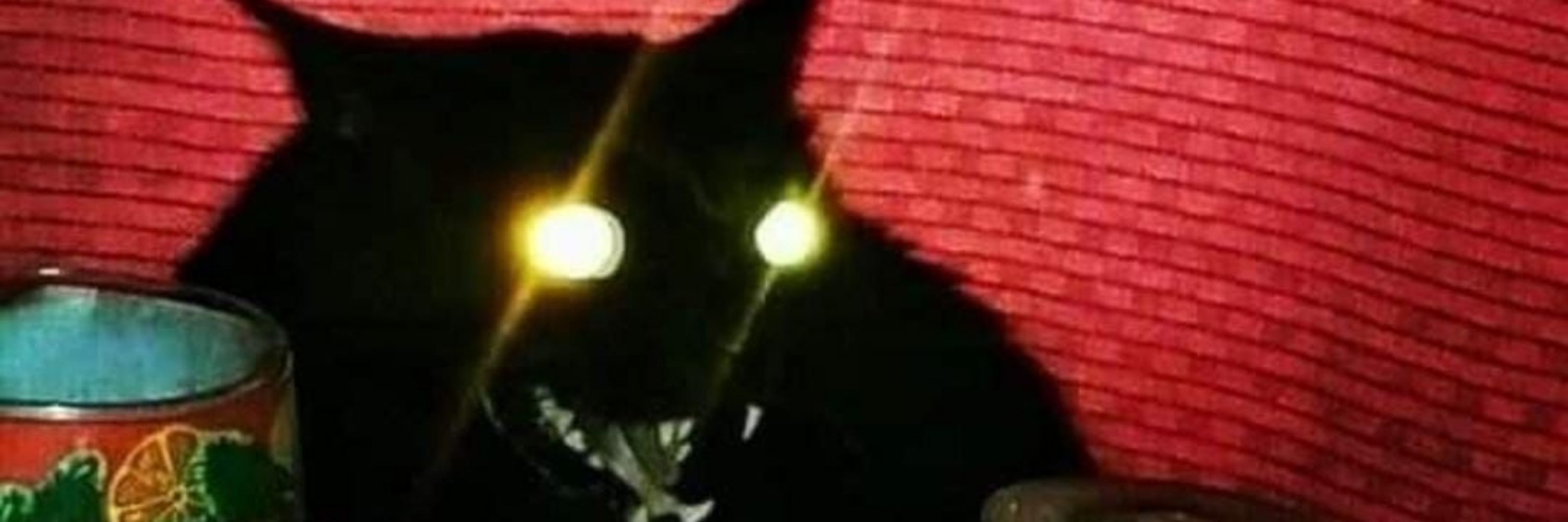 Garufox 