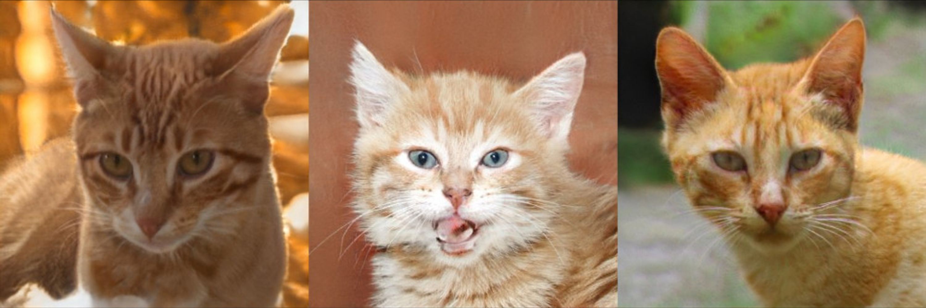 Red Tail Tabby