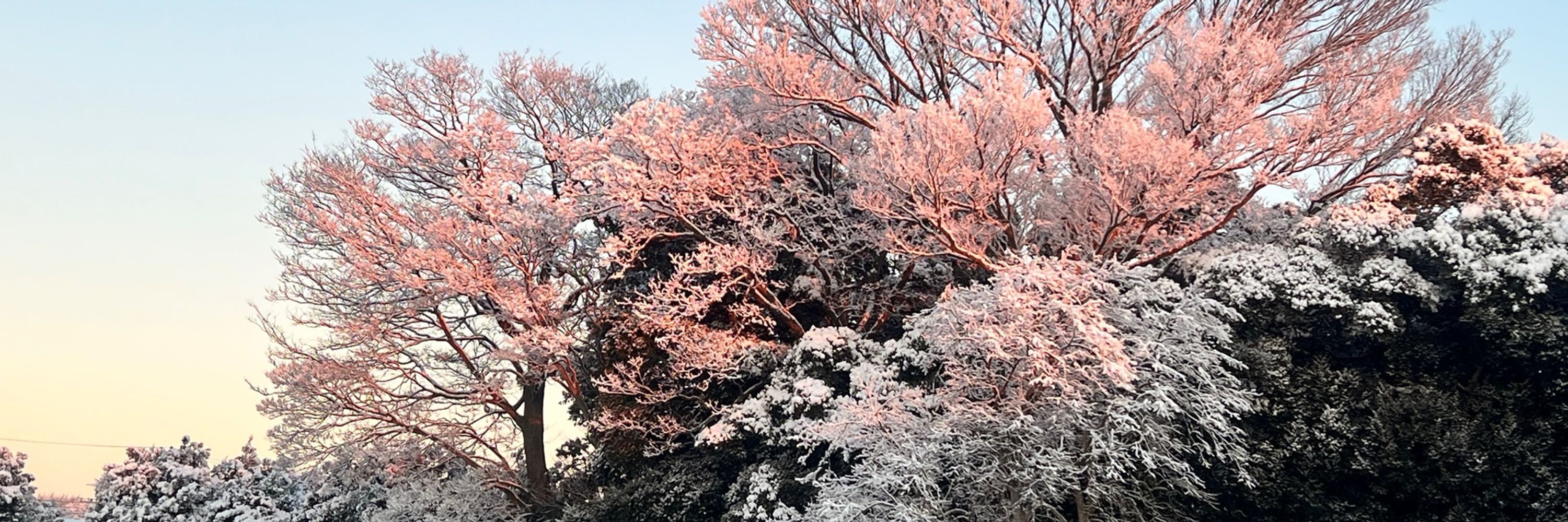 あさ(のじ)