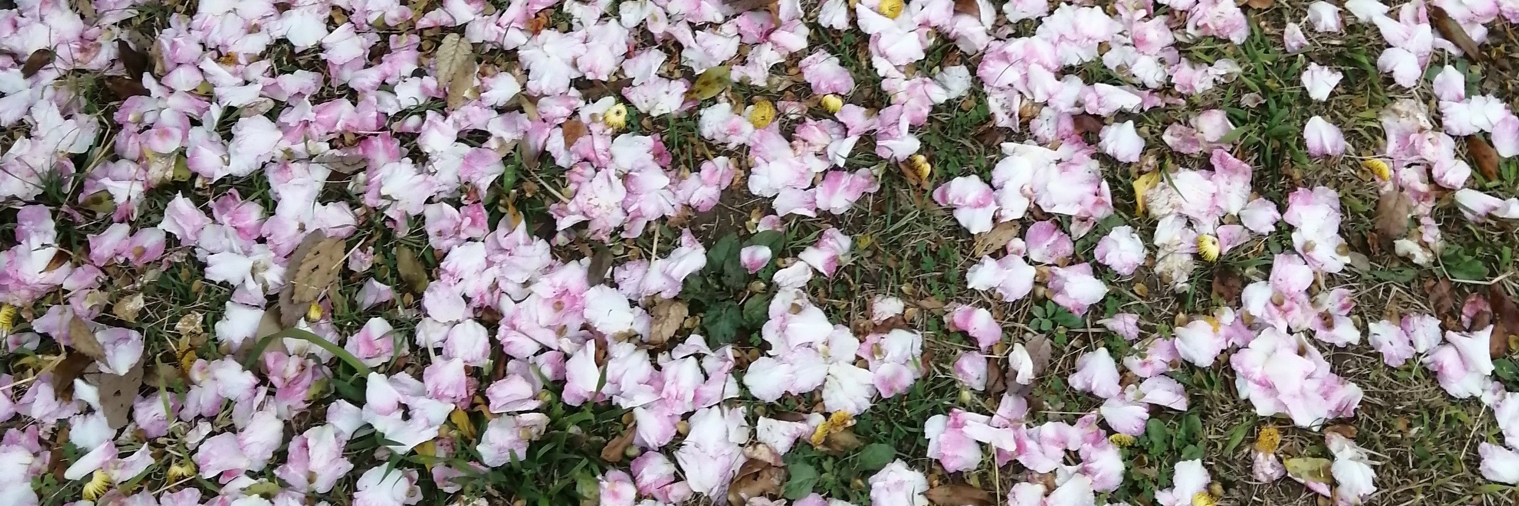 桜木利春