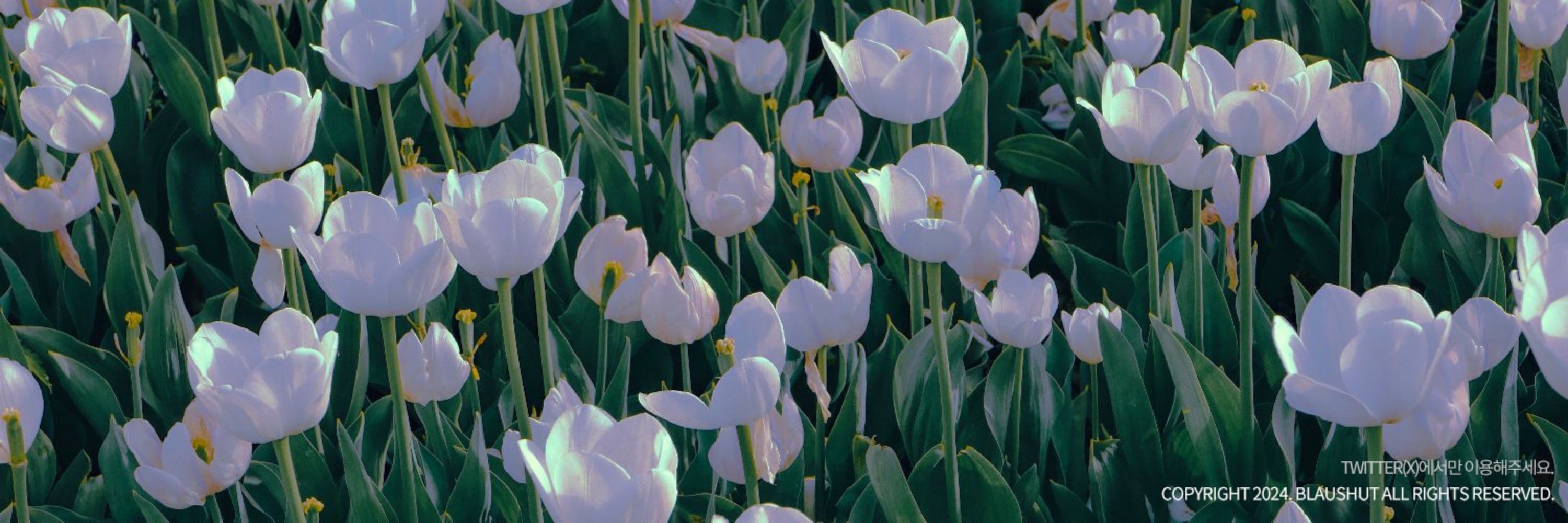 천혜🌸