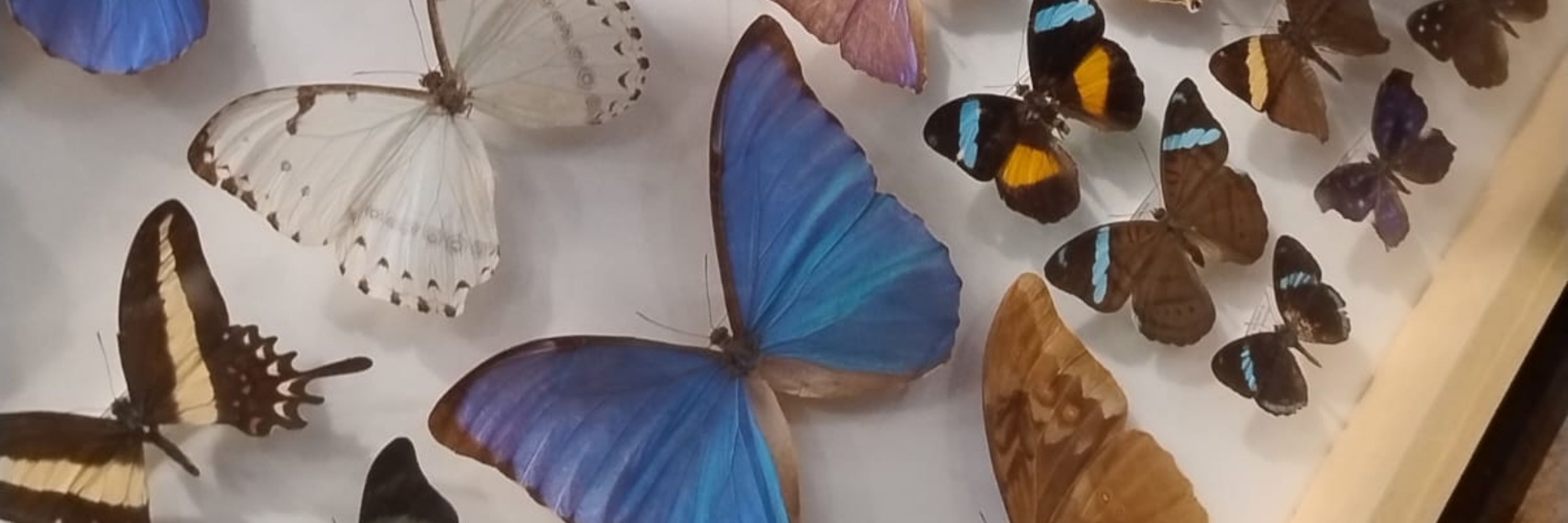 Jotinhab 🦋