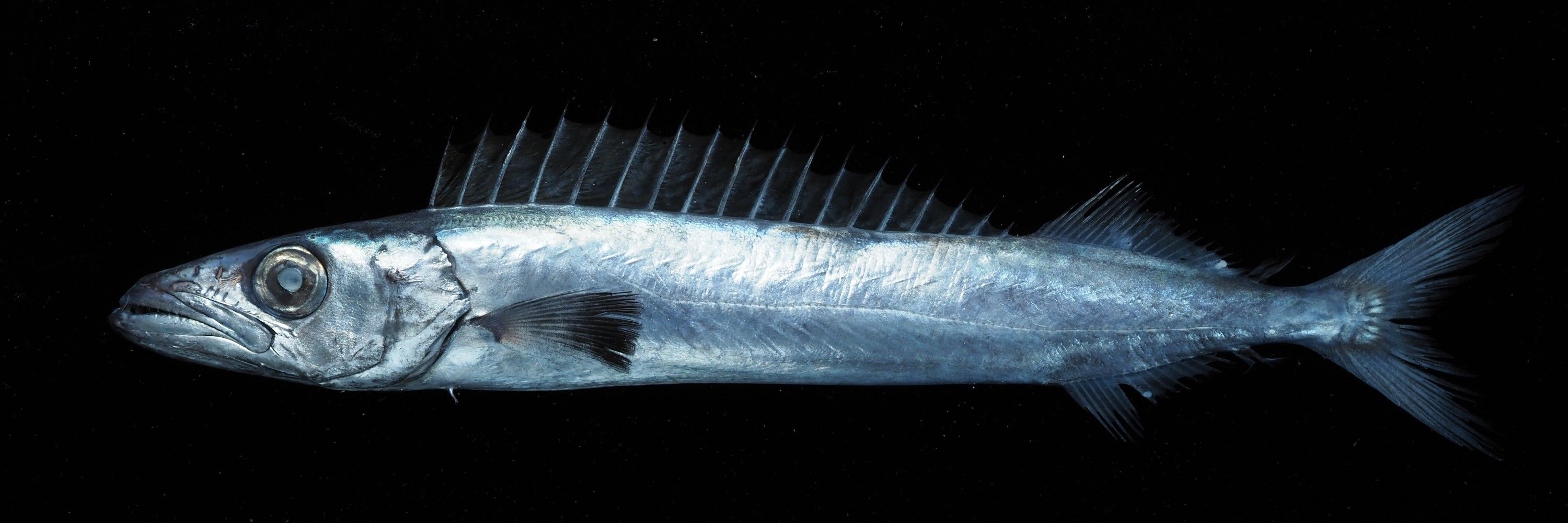 BIODORY
