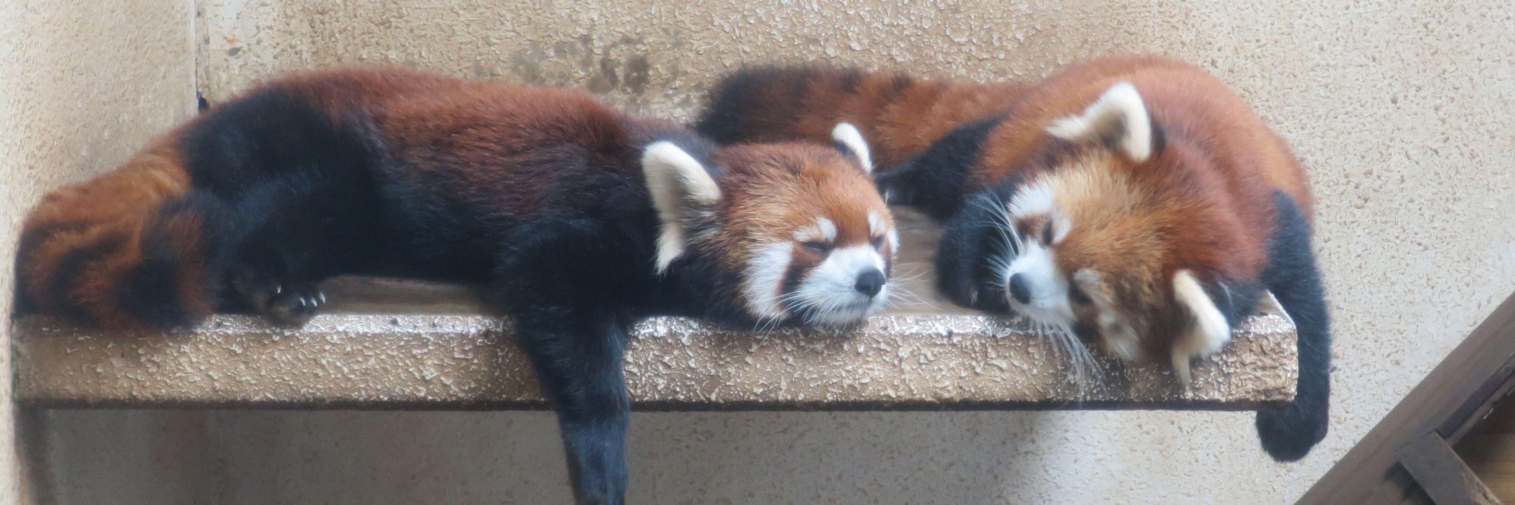 いろにもり