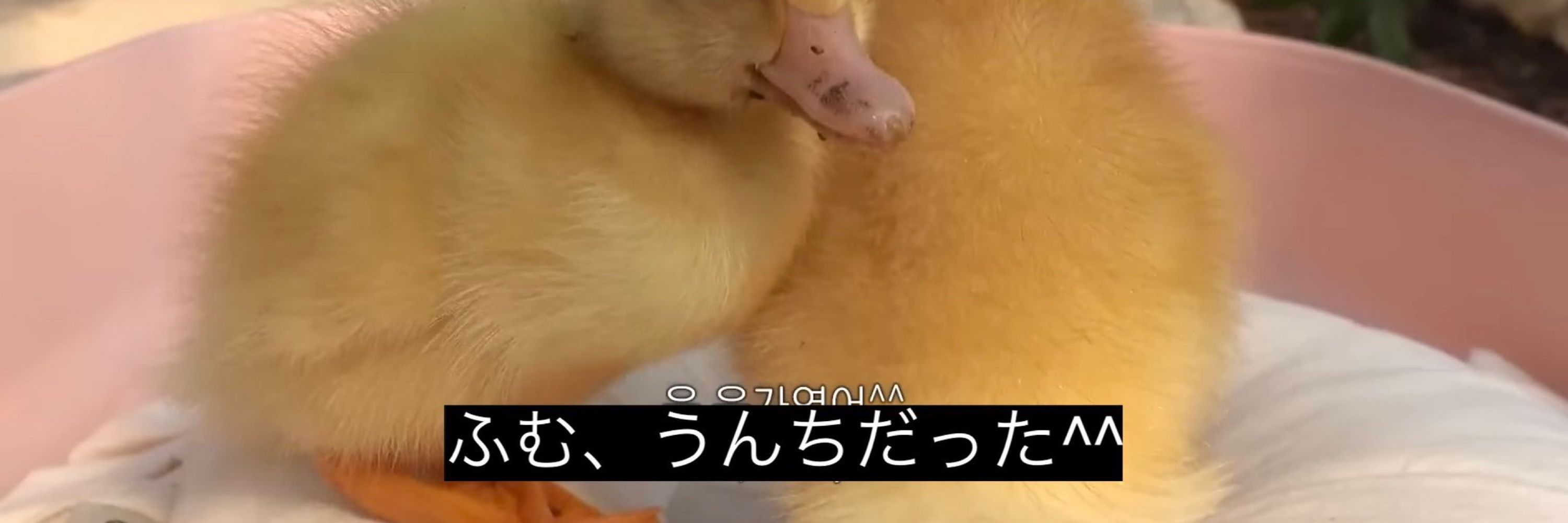 ろこでんき