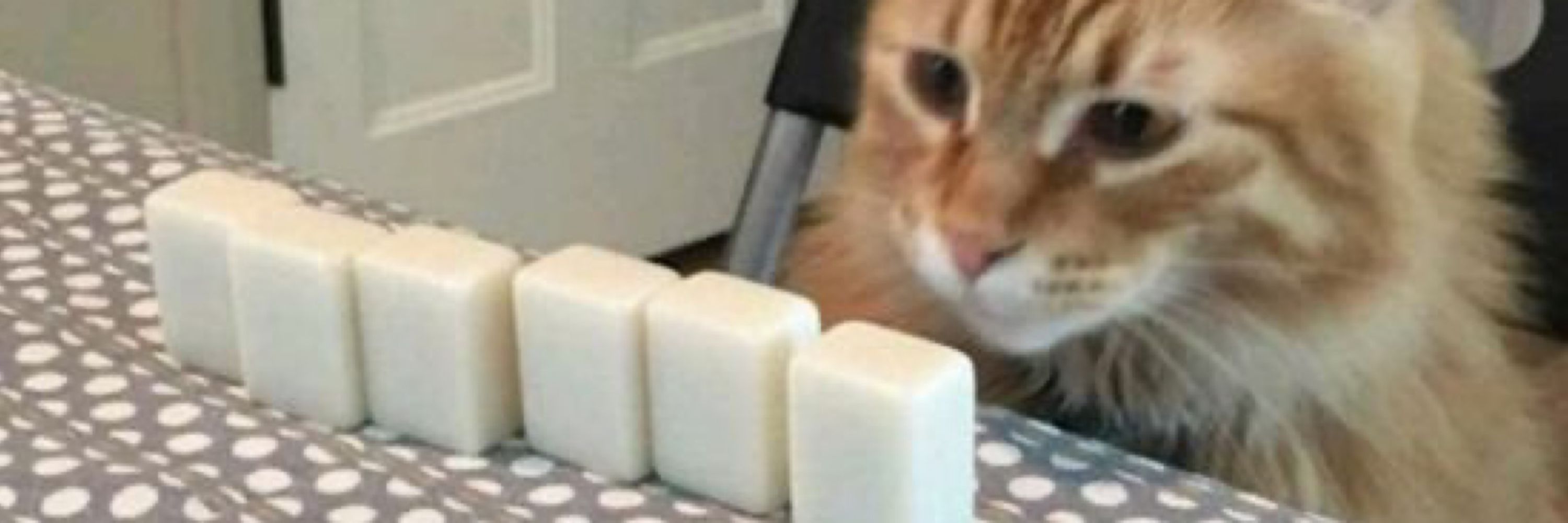 Brio the Cat! ΘΔ