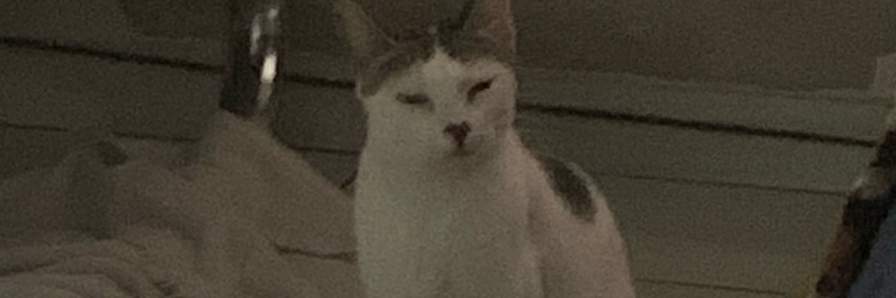 sabino 