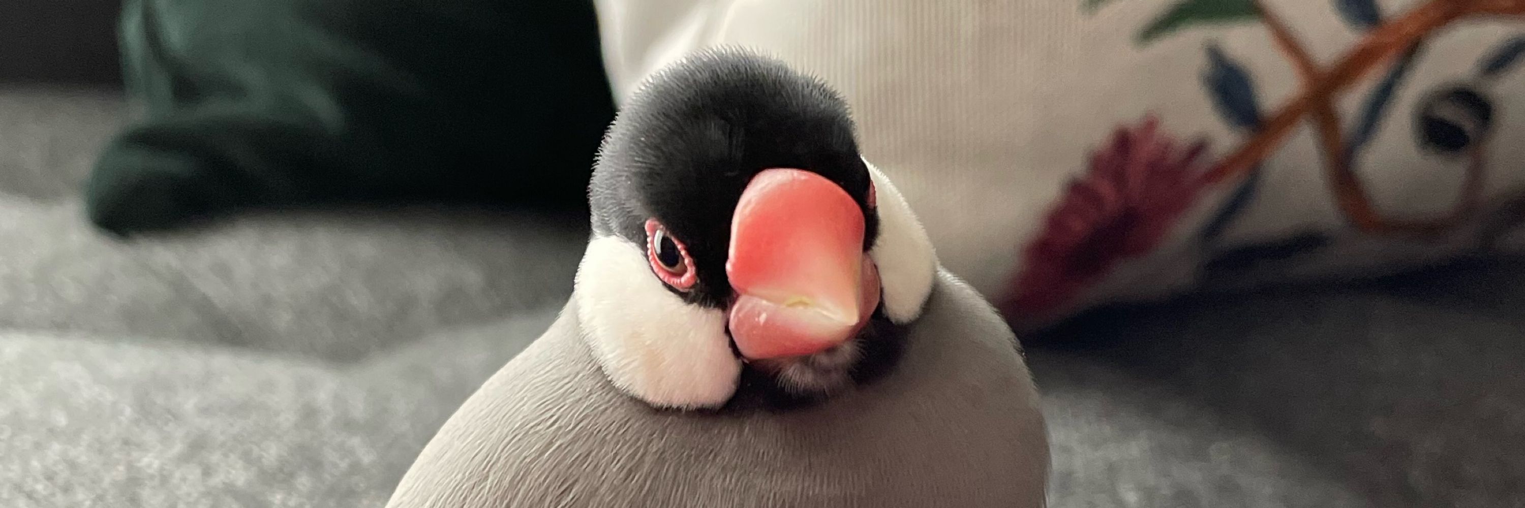 ゆうひ