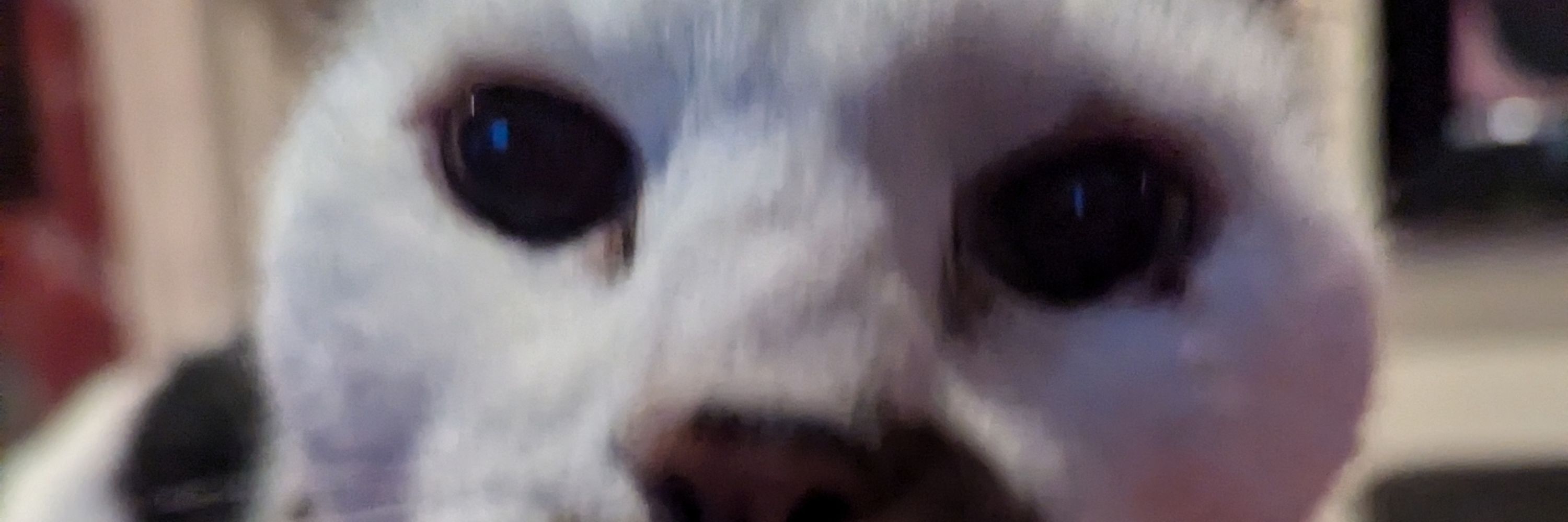 Coops