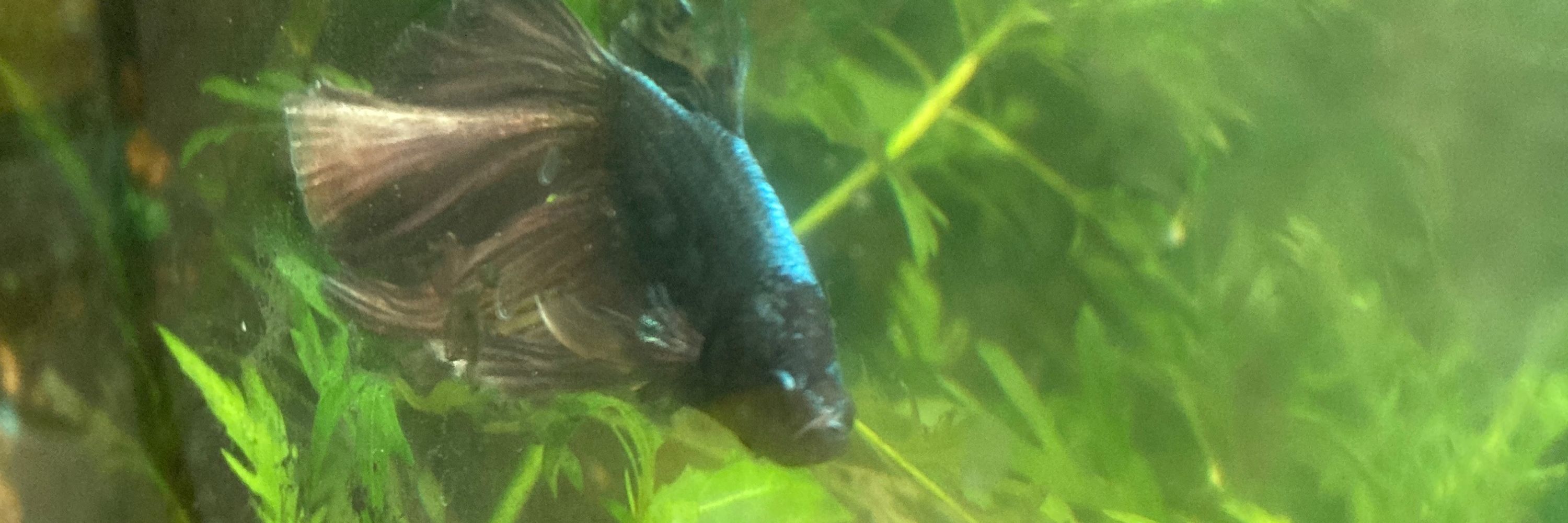 Athena