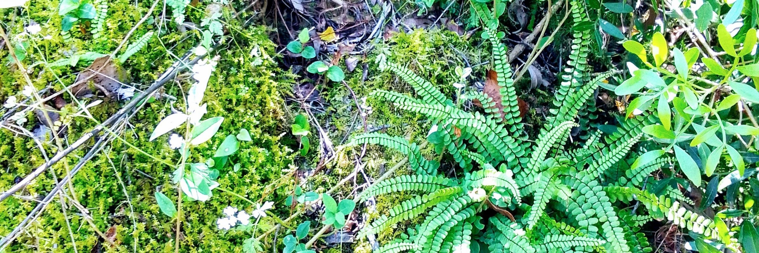 Tapias 🌿