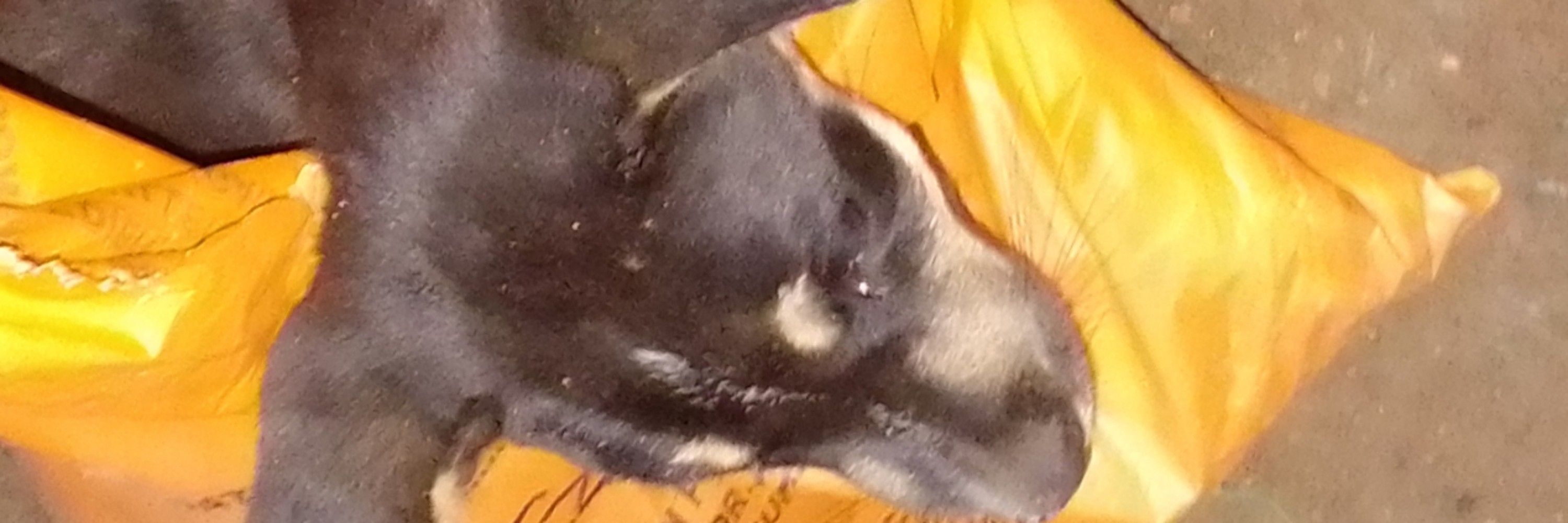 Passey Richard Animal Shelter 