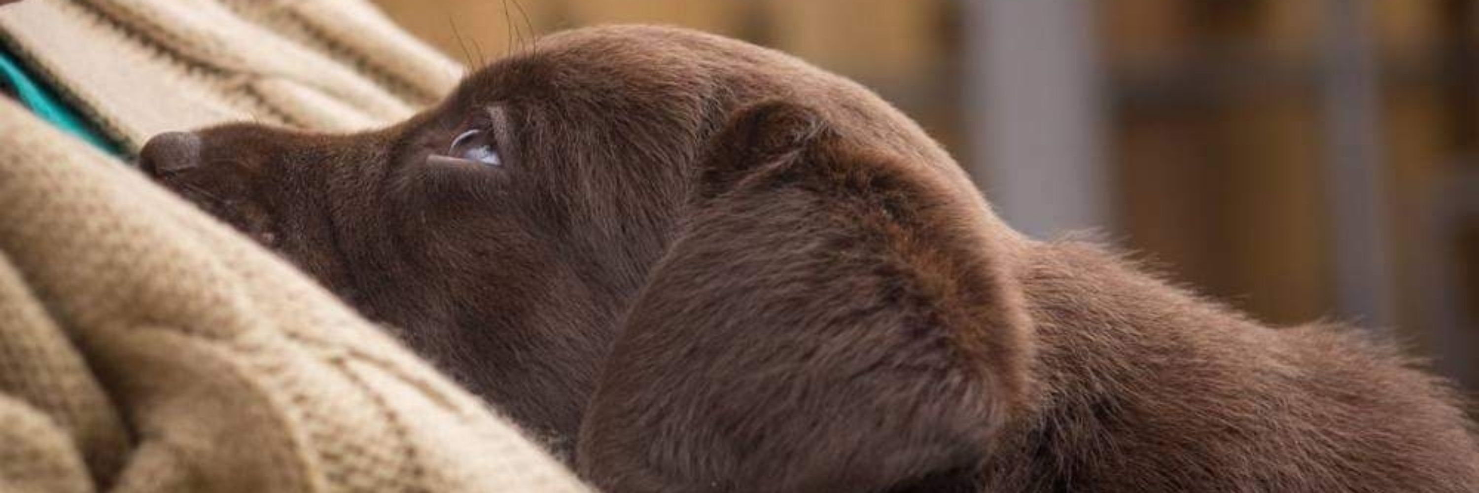 Bruadarach Labradors