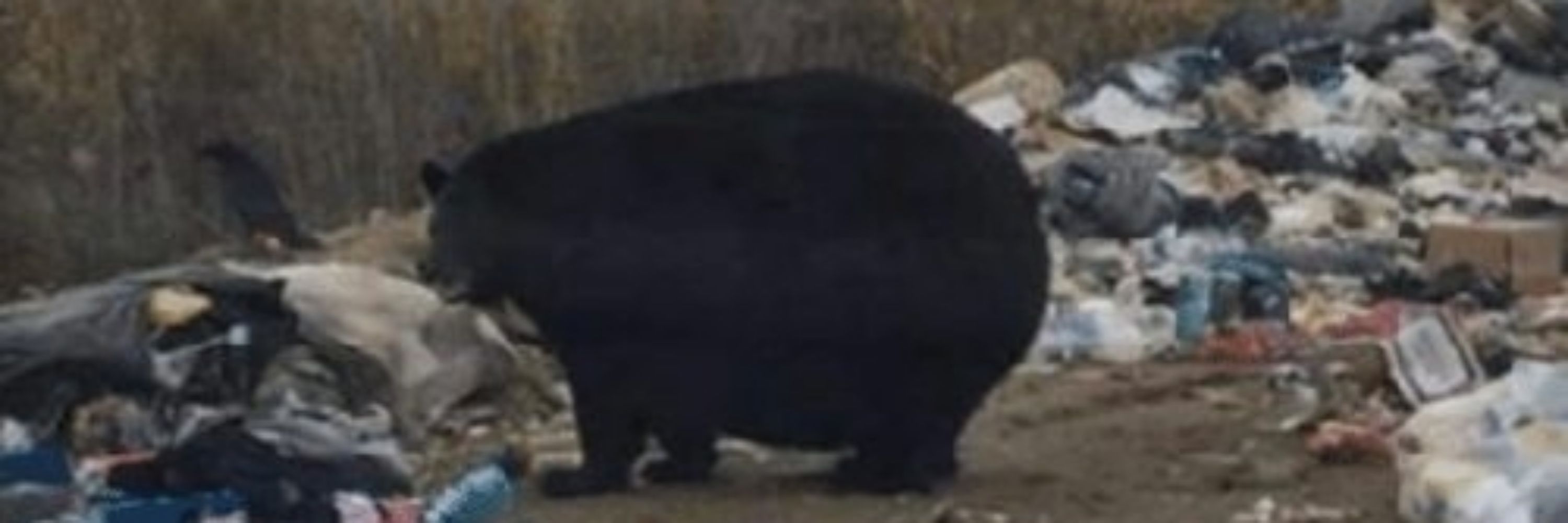 Father Elephant