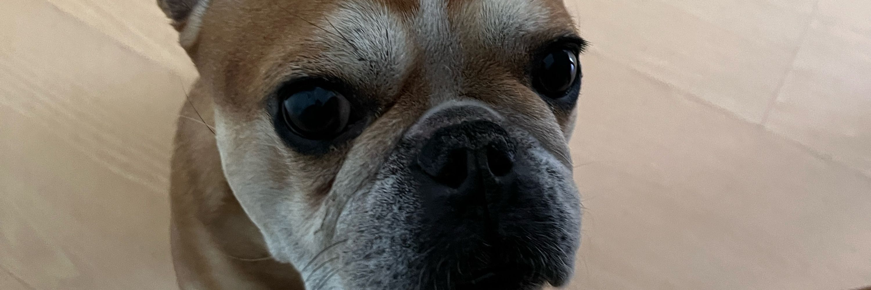 Bruno Ducate