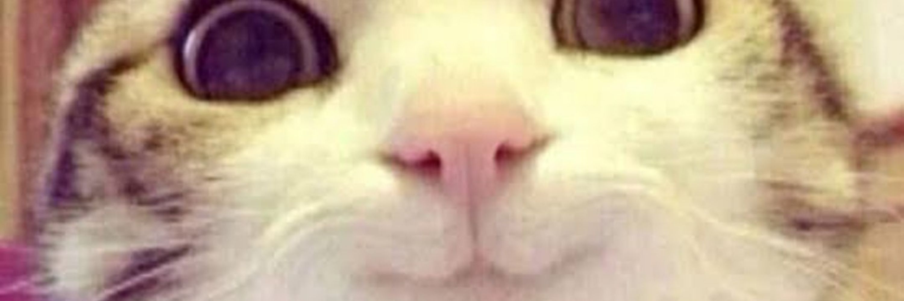 Dev