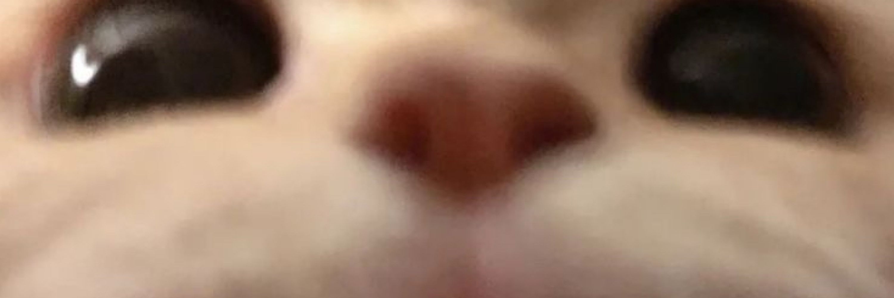 pitoko 